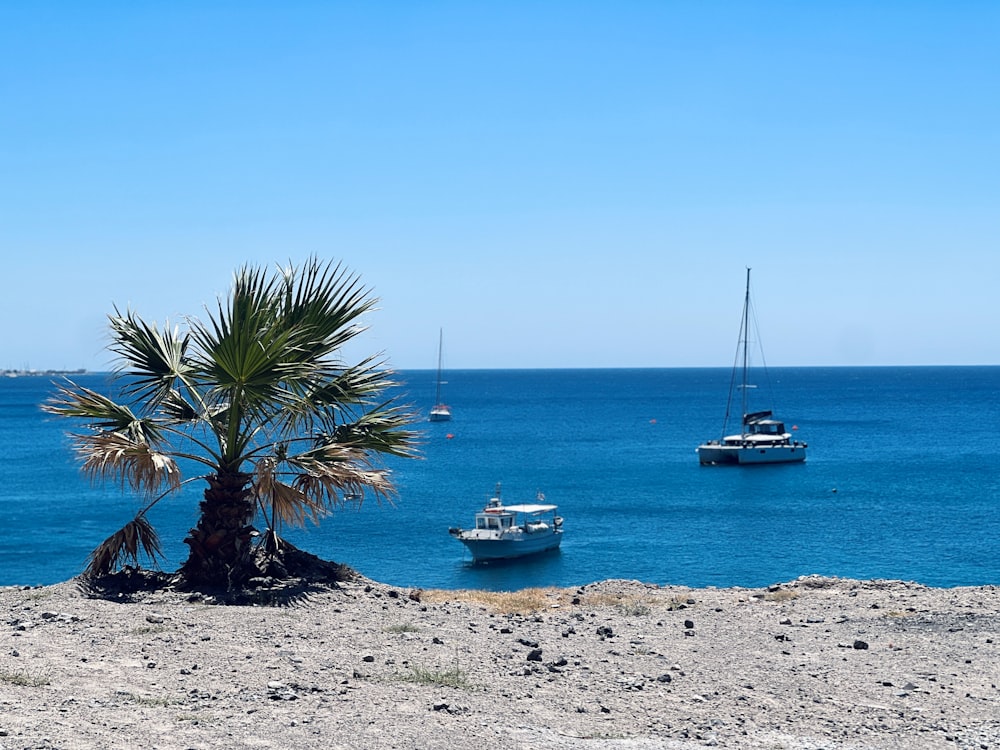 a palm tree sitting on top of a sandy beach