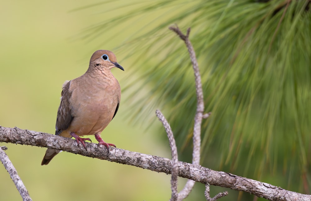 a bird perched on a branch of a tree