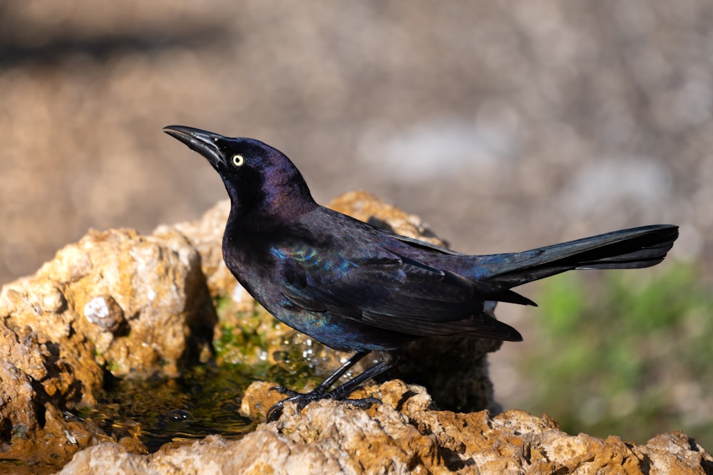 un uccello nero seduto in cima a una roccia