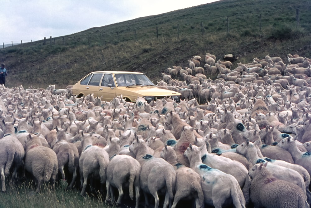a large herd of sheep standing next to a car