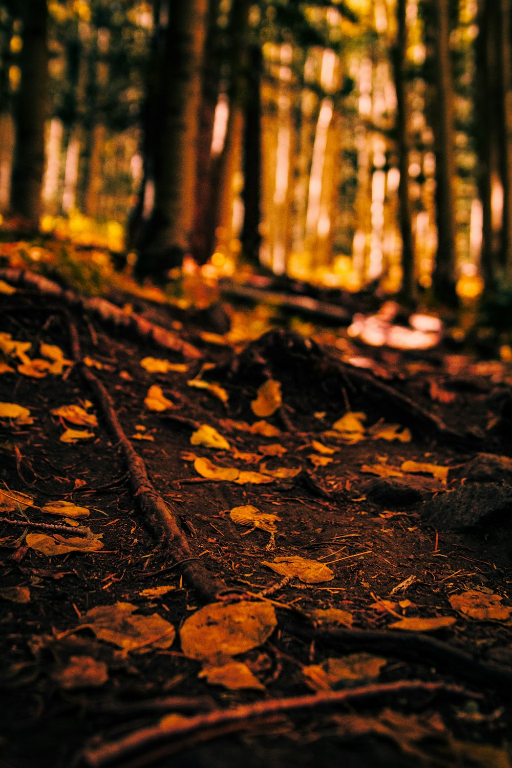 a forest filled with lots of trees covered in leaves