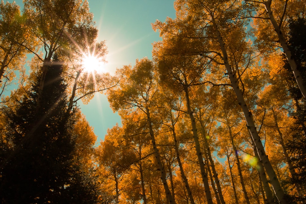 the sun shining through the trees in the forest