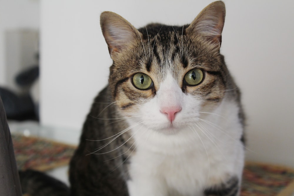 a close up of a cat on a rug