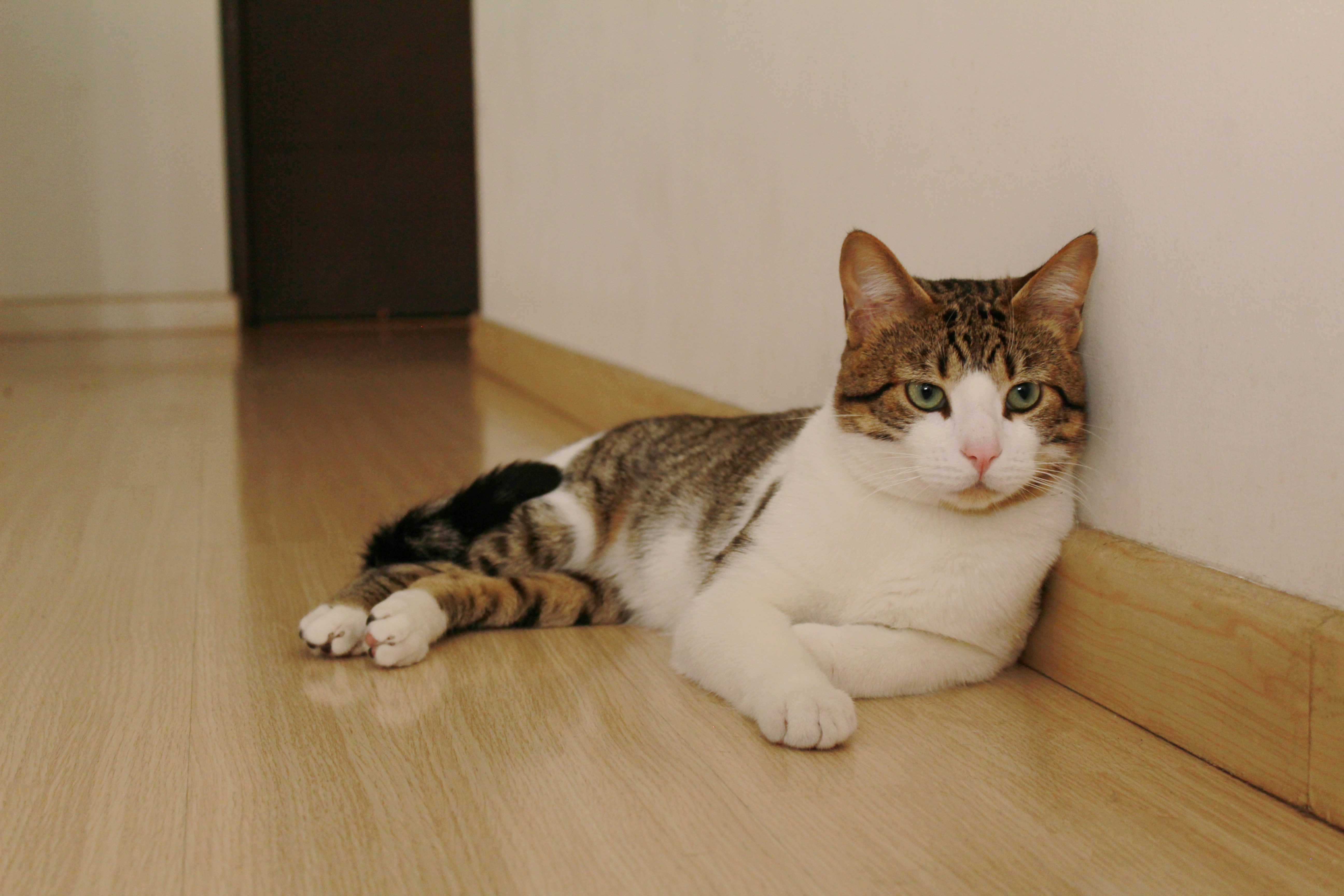 A cat laying on the floor next to a wall photo – Free Pet Image on Unsplash