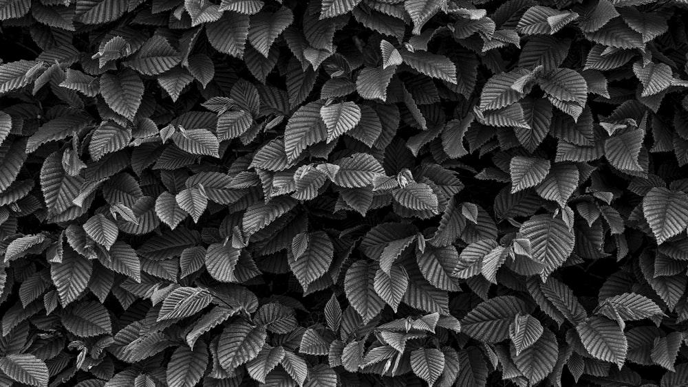 a black and white photo of leaves