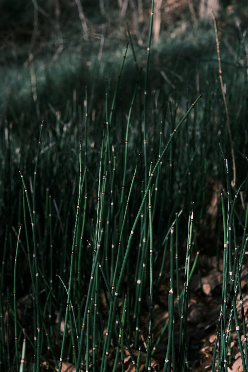 a close up of a bunch of green grass