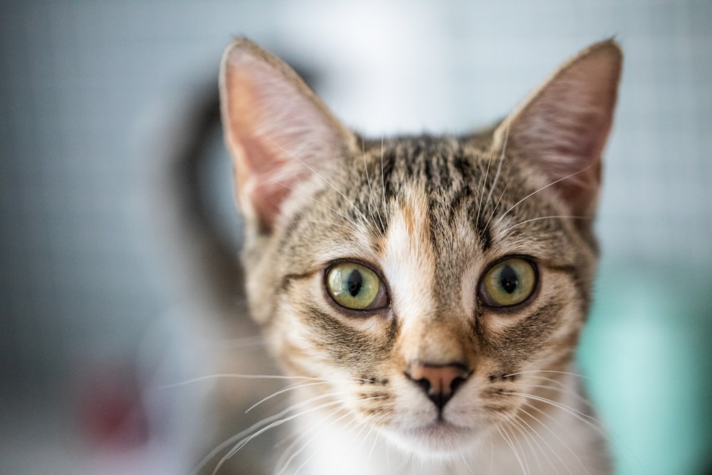 a close up of a cat with green eyes