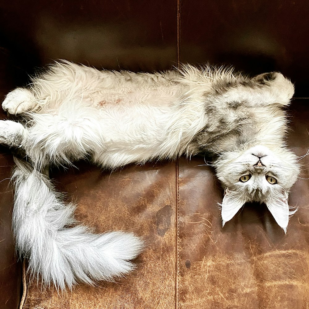 a cat laying on its back on a leather couch