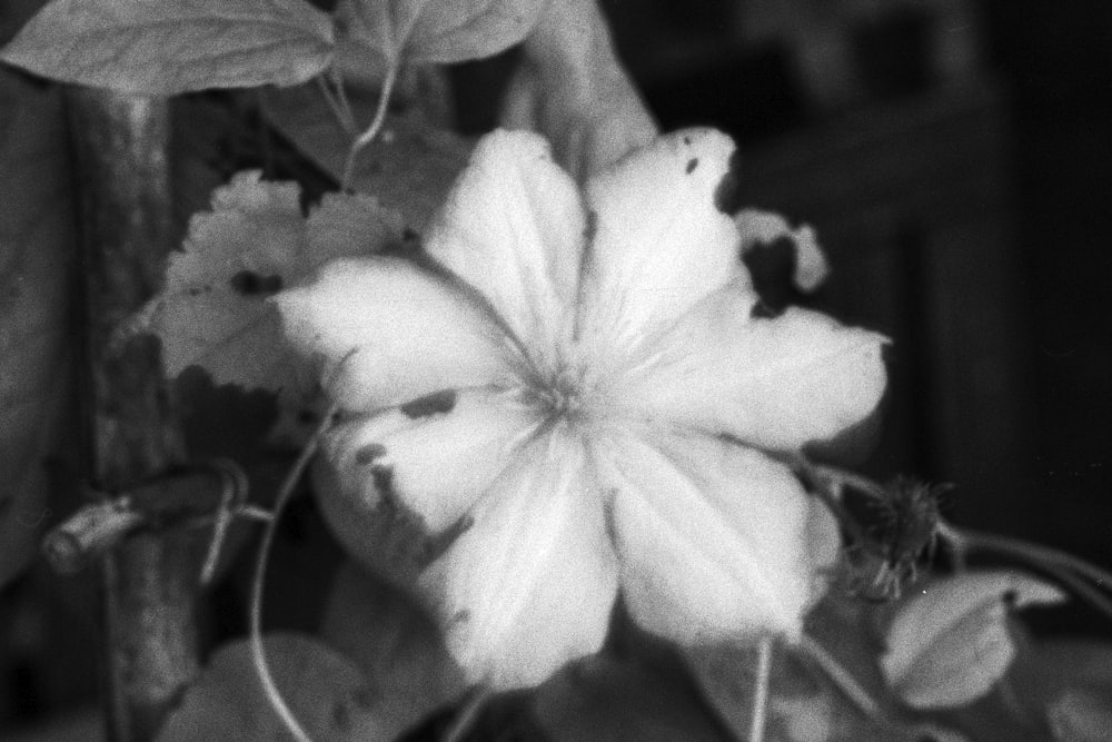 a black and white photo of a flower