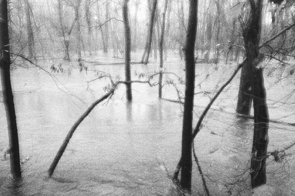 uma foto em preto e branco de uma floresta inundada