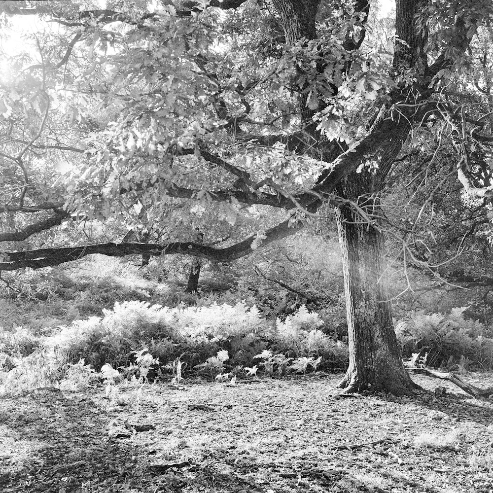 uma foto em preto e branco de uma árvore na floresta