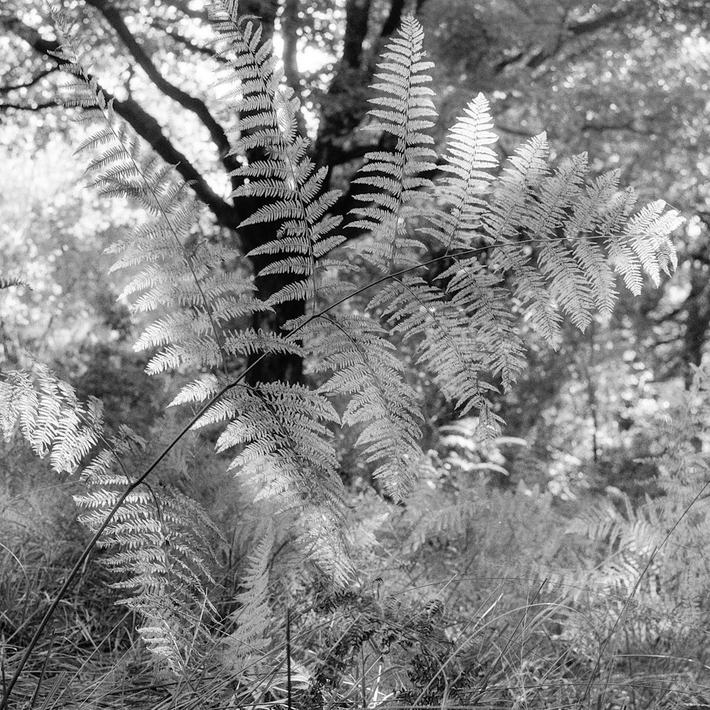 a black and white photo of a fern tree