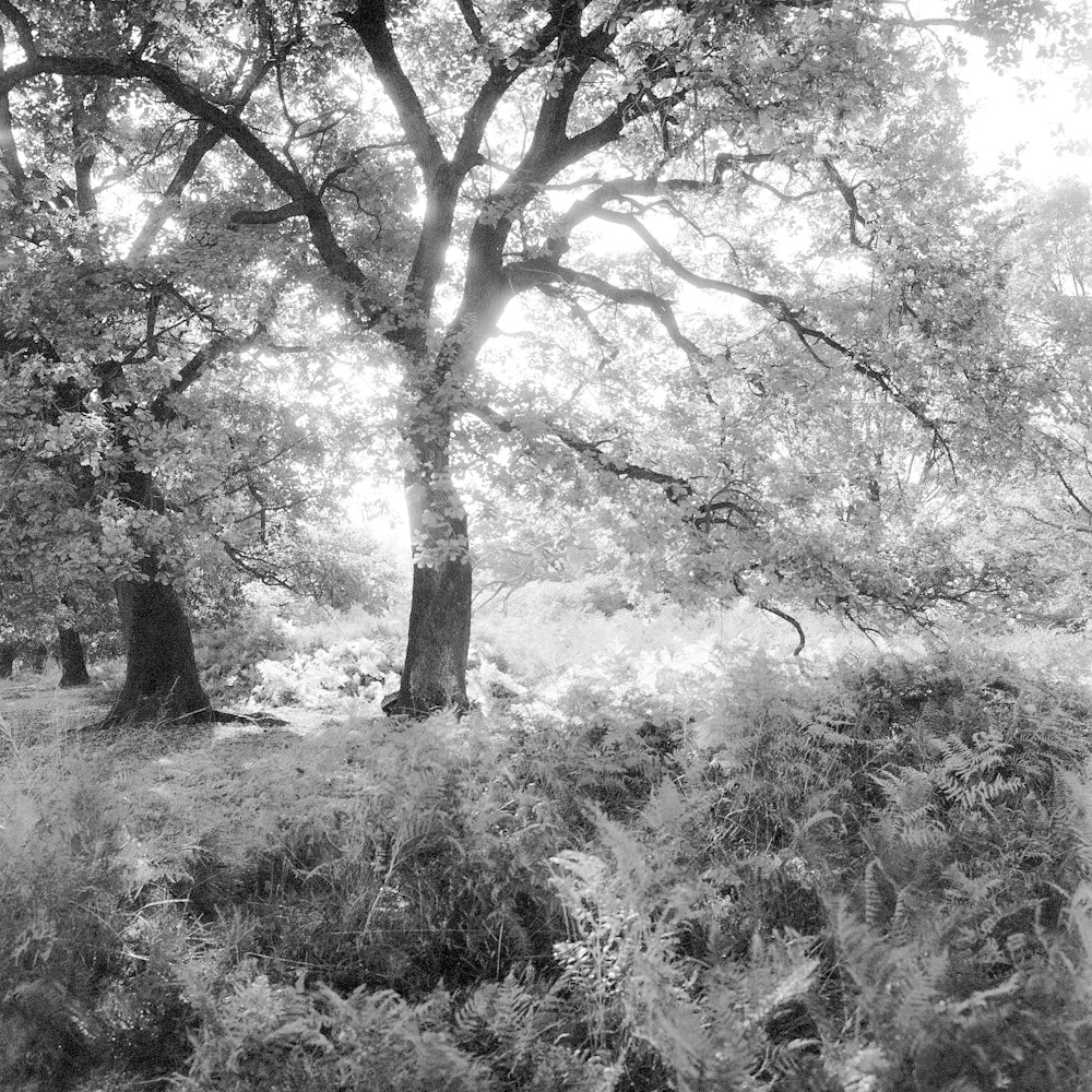 a black and white photo of a tree in the woods