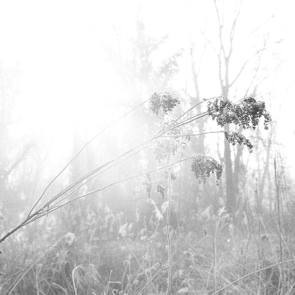 a black and white photo of a foggy forest