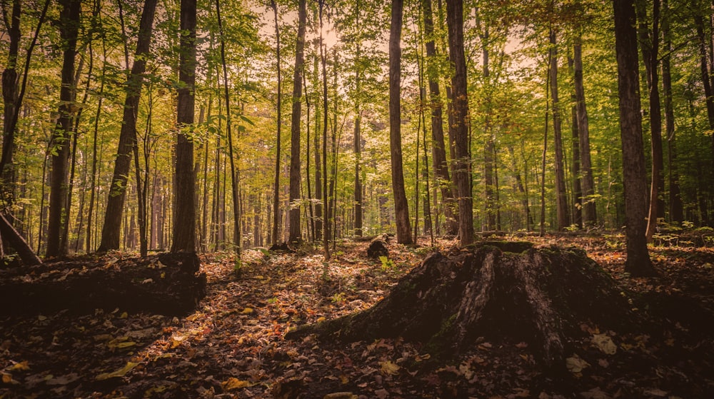 una foresta piena di alberi e foglie