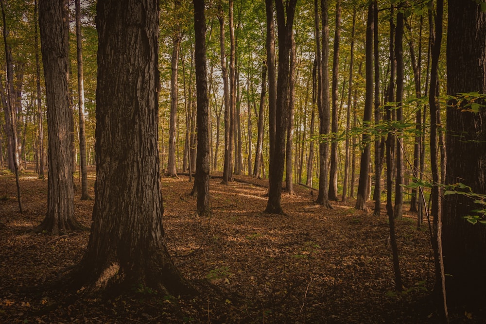 a forest filled with lots of tall trees