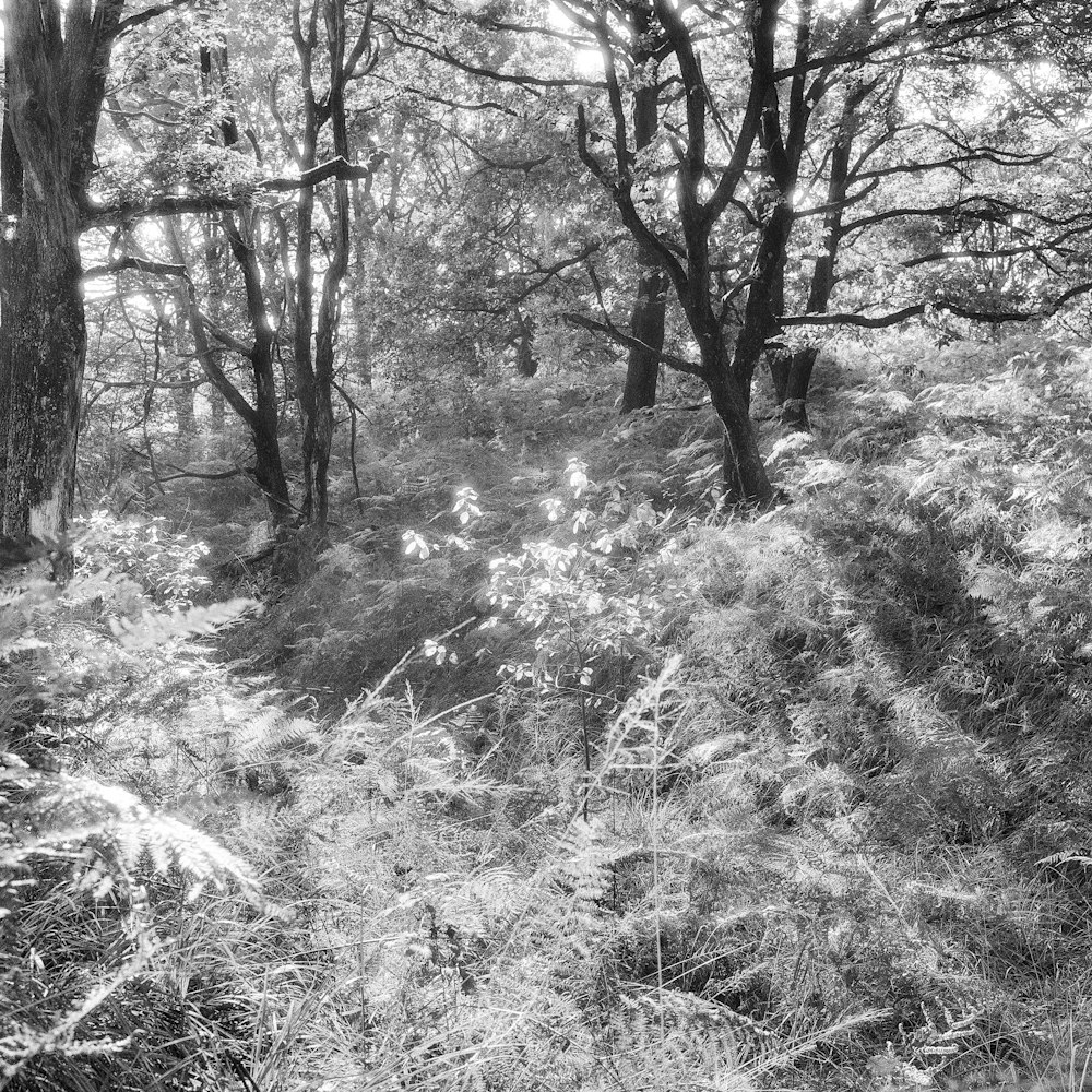 a black and white photo of a forest