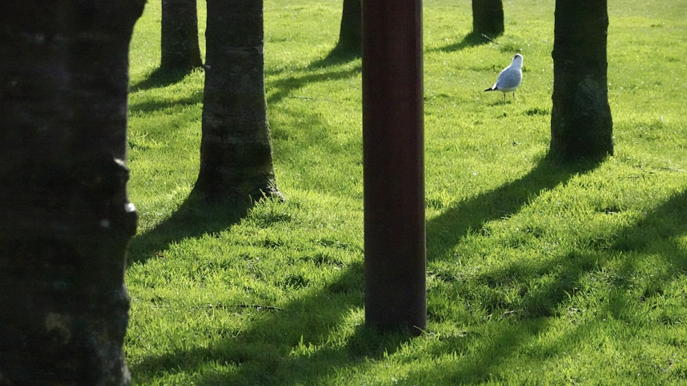 a white bird sitting in the middle of a green field