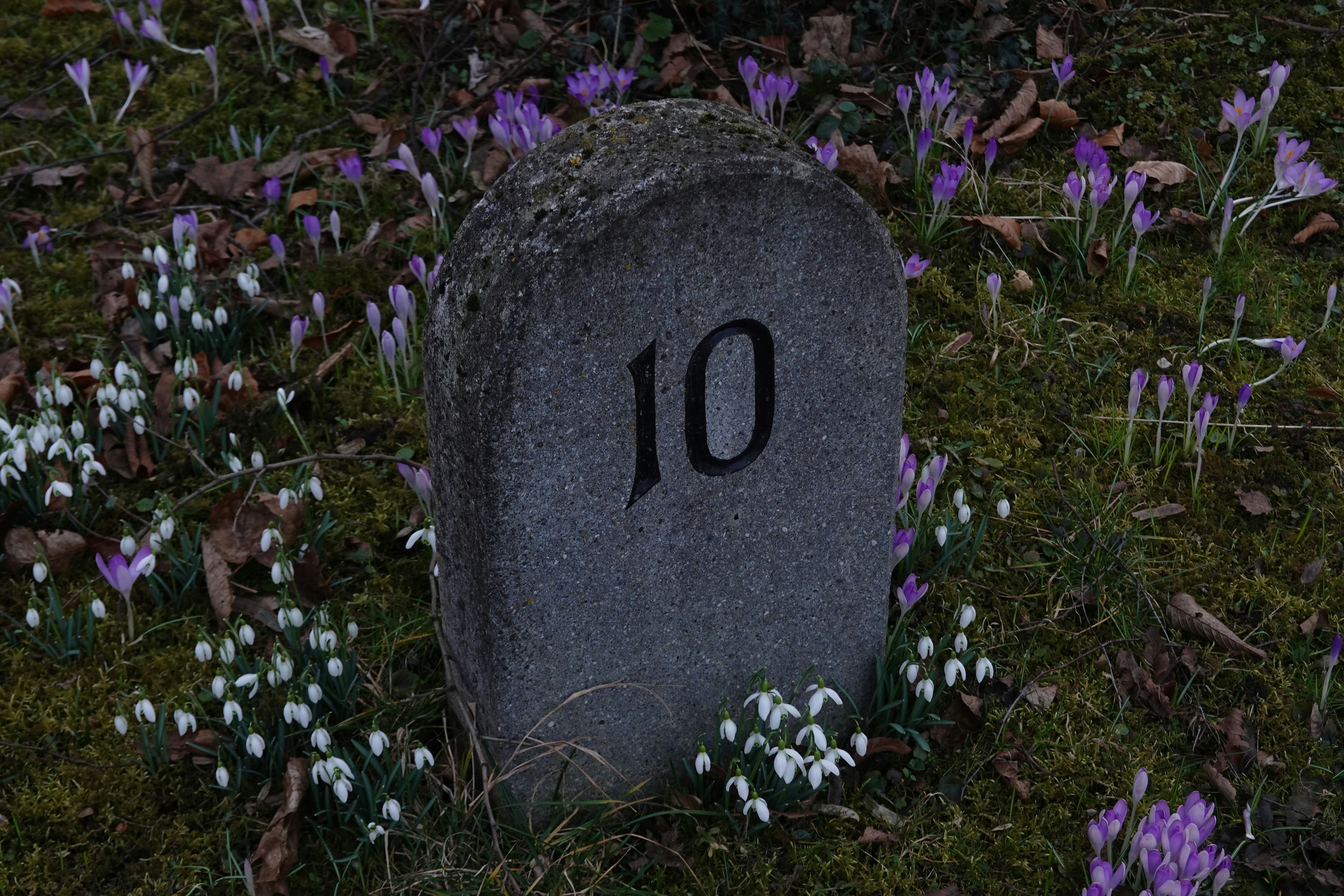 The Top 10 Altcoin Graveyard: Where Are the Stars of 2017 Now?