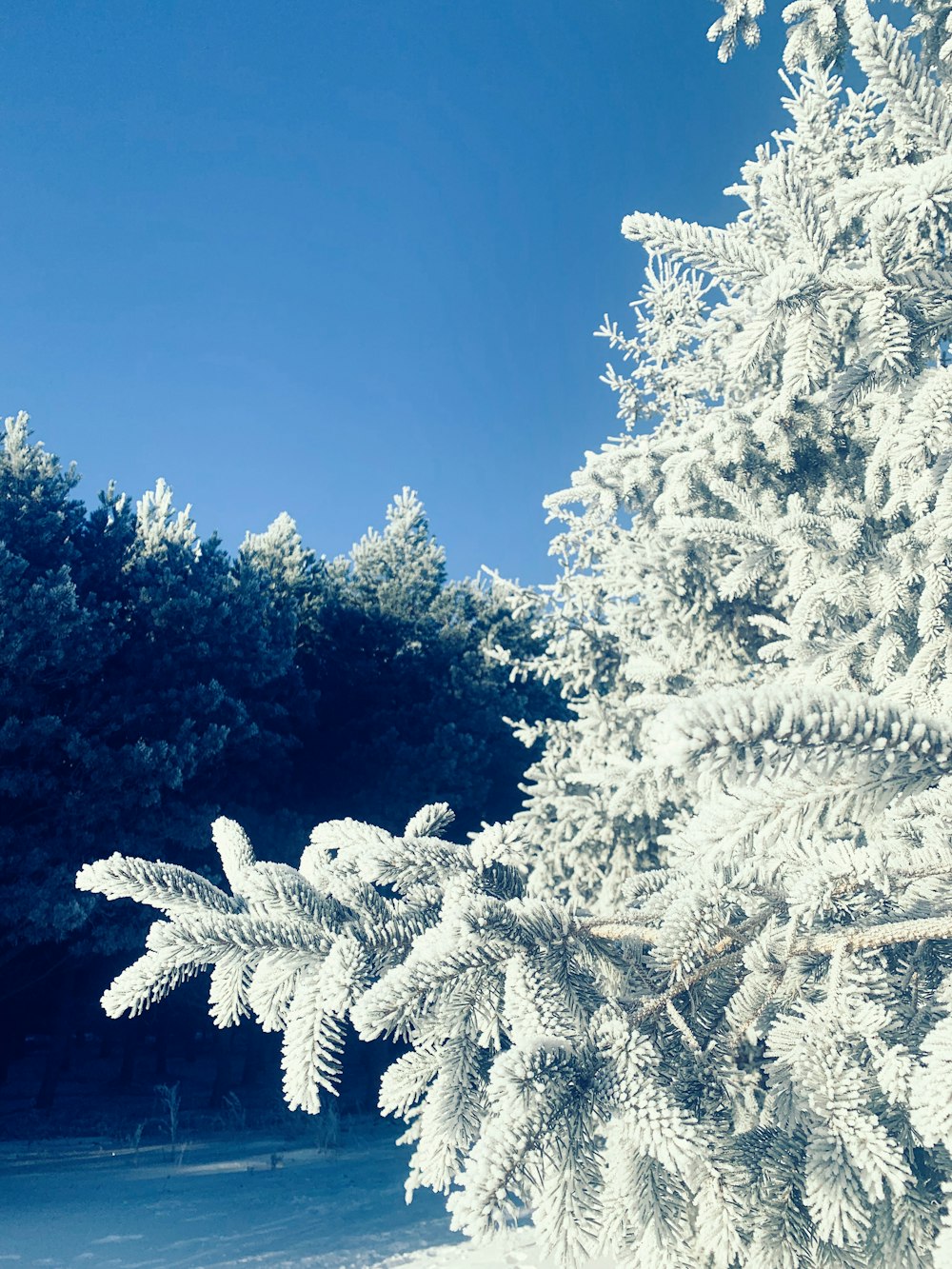 a snow covered tree in the middle of a forest