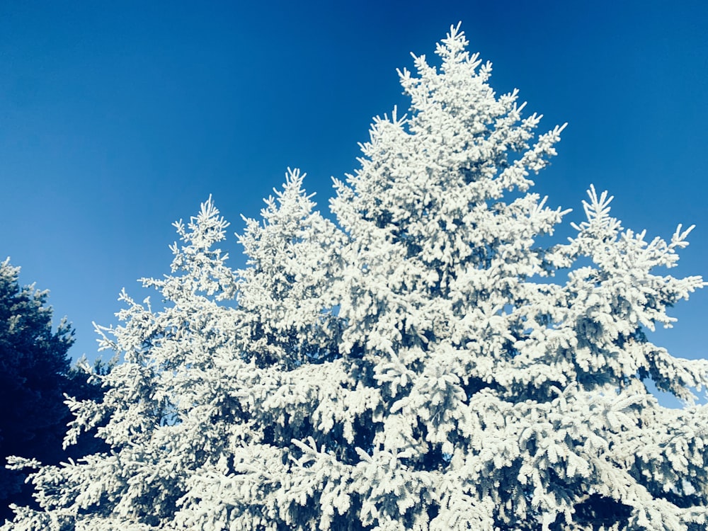 a snow covered tree with a blue sky in the background
