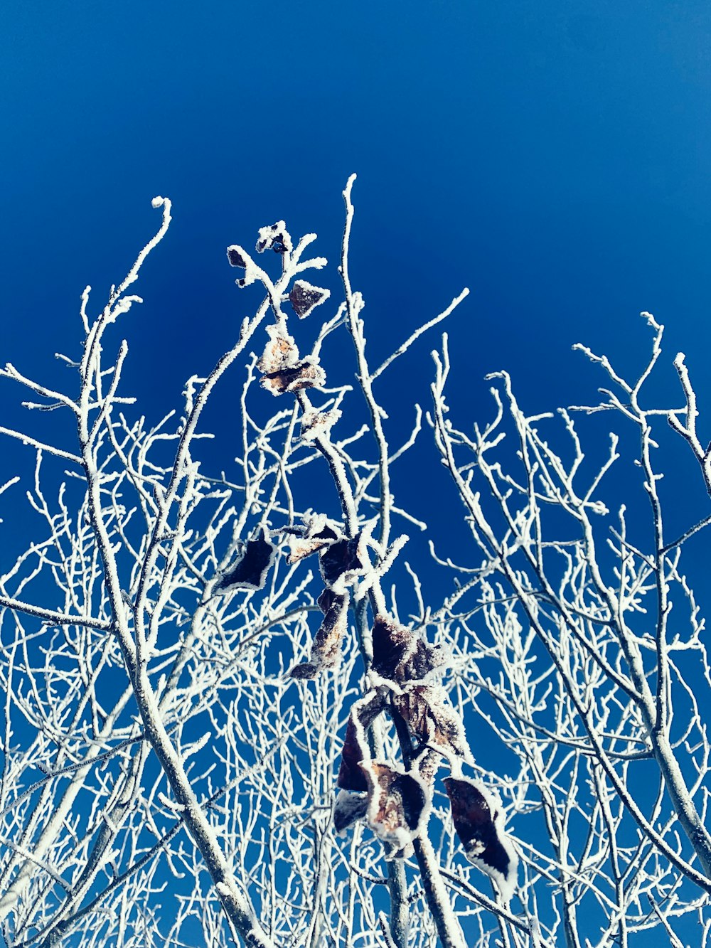 un groupe d’oiseaux assis au sommet d’un arbre