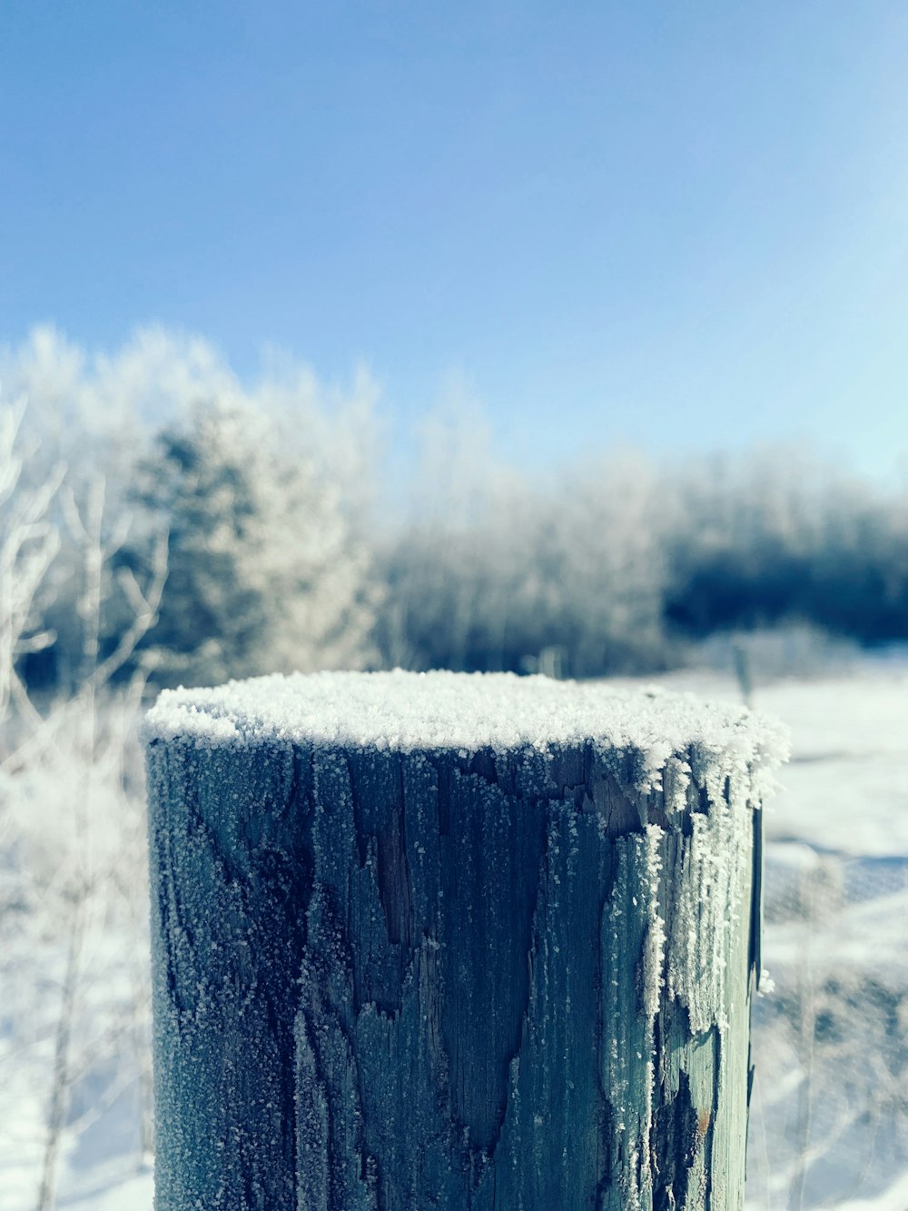 a close up of a tree stump in the snow