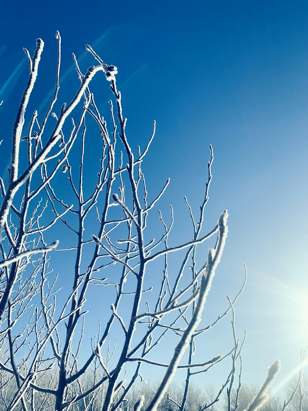 the sun is shining through the branches of a tree