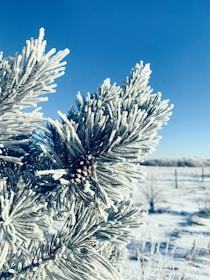a close up of a pine tree in the snow