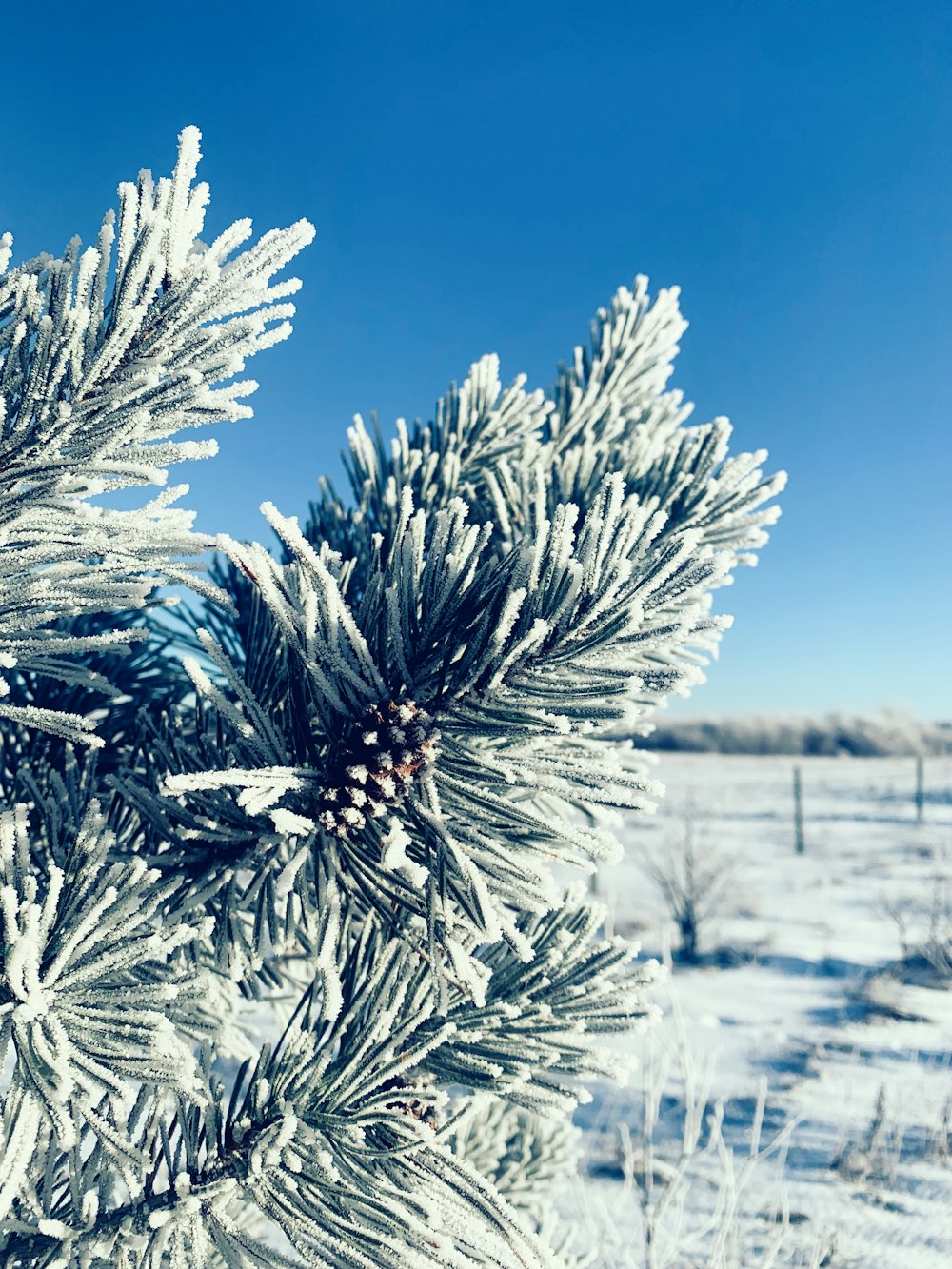 a close up of a pine tree in the snow