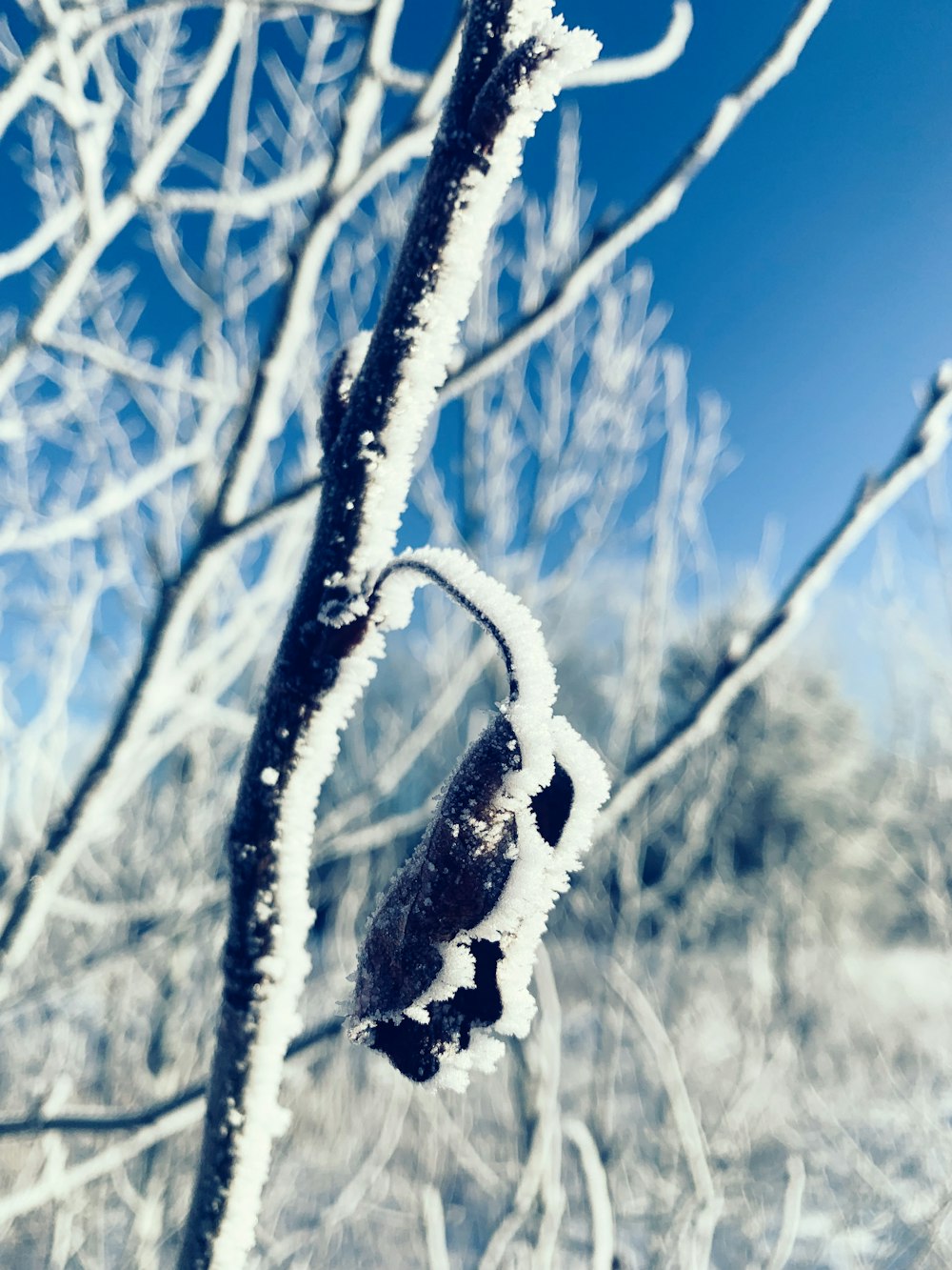 a snow covered tree branch with a blue sky in the background