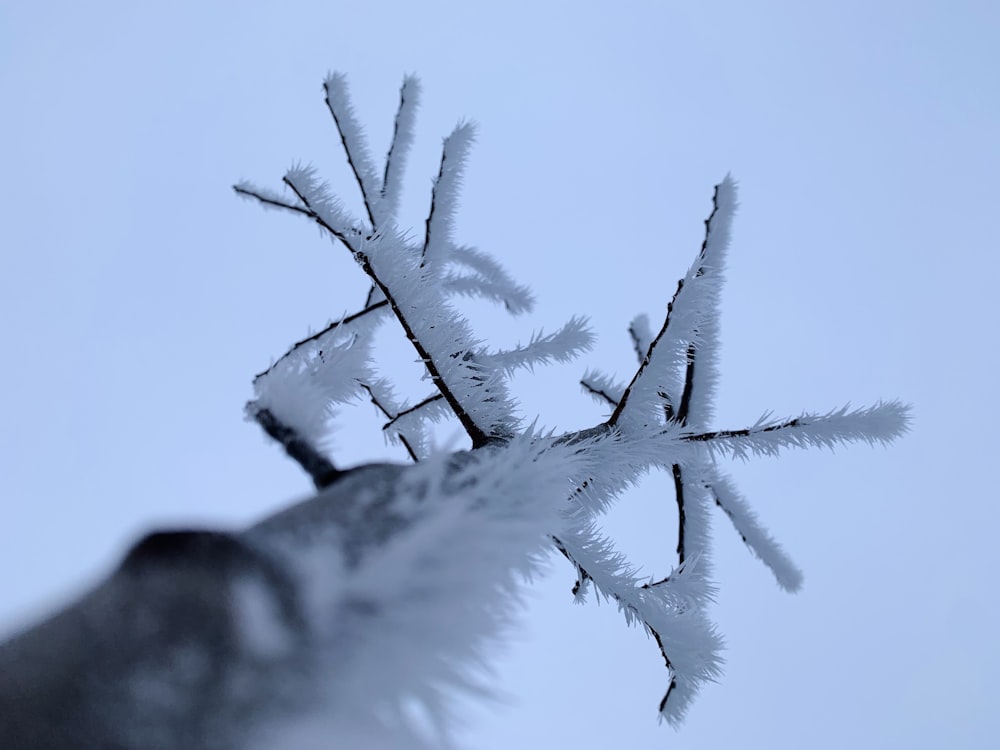 a close up of a snow covered tree branch