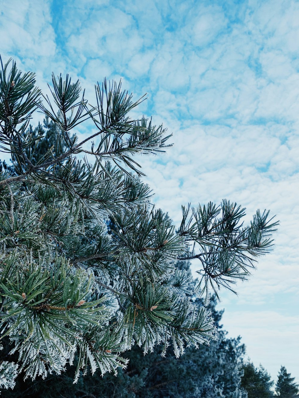 a pine tree covered in ice and snow