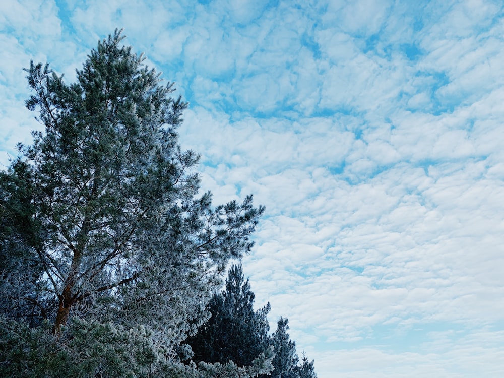 a row of trees with a blue sky in the background