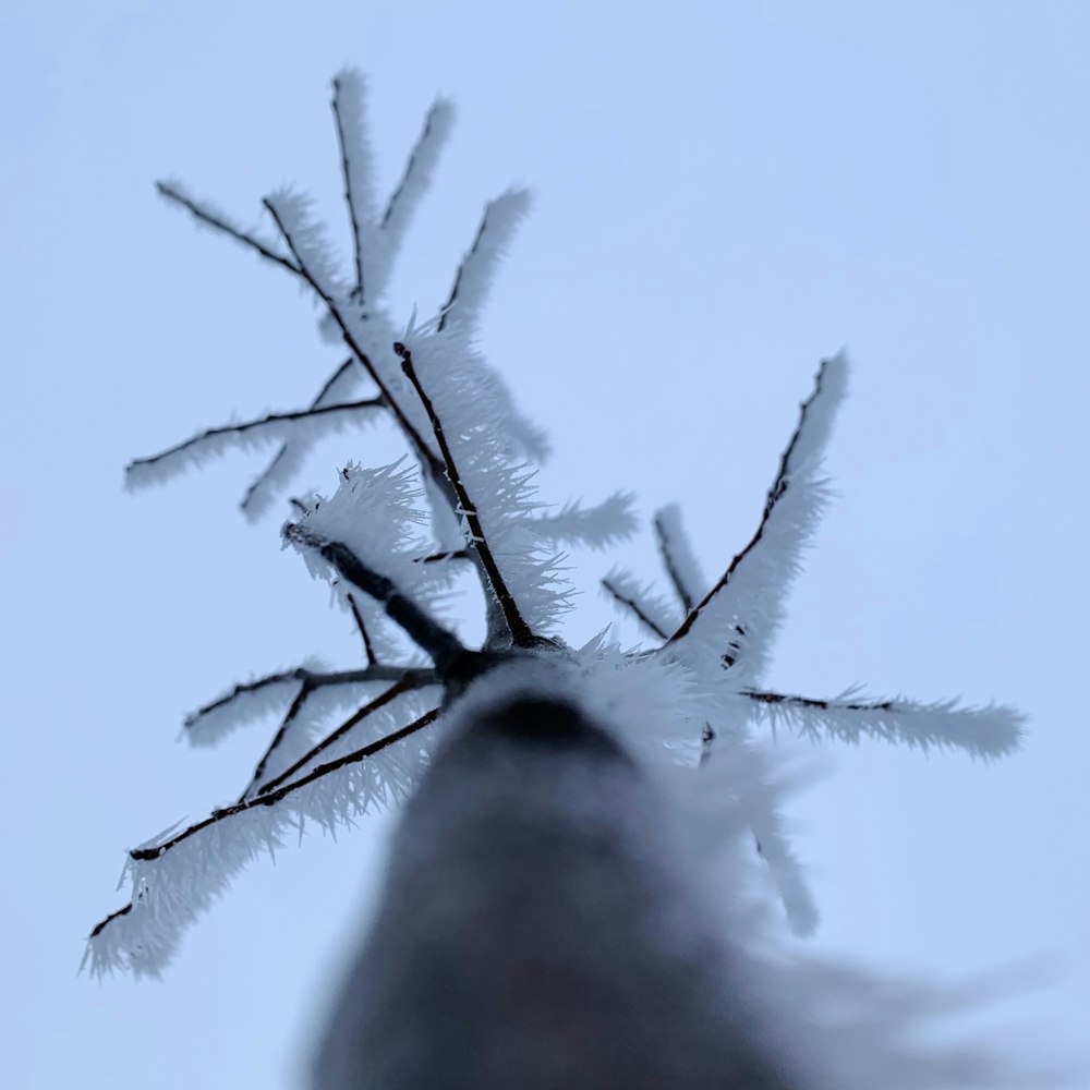 a close up of a snow covered tree branch