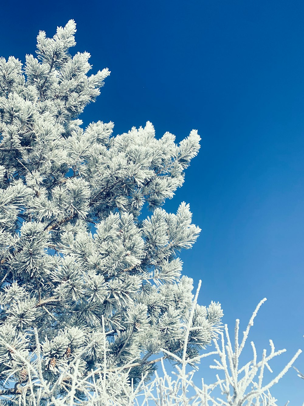 a close up of a tree with snow on it