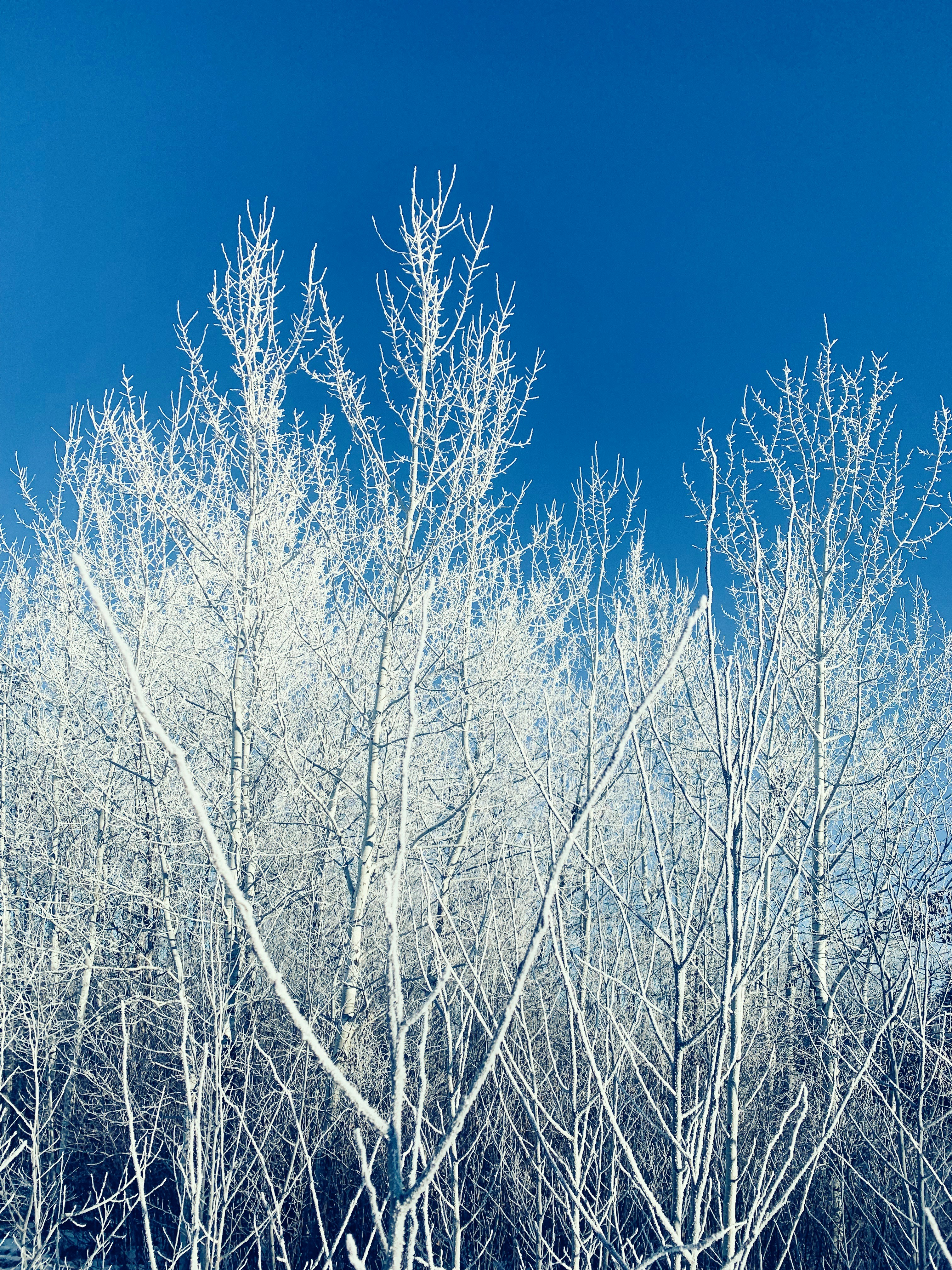 A group of trees covered in snow against a blue sky photo – Free ...