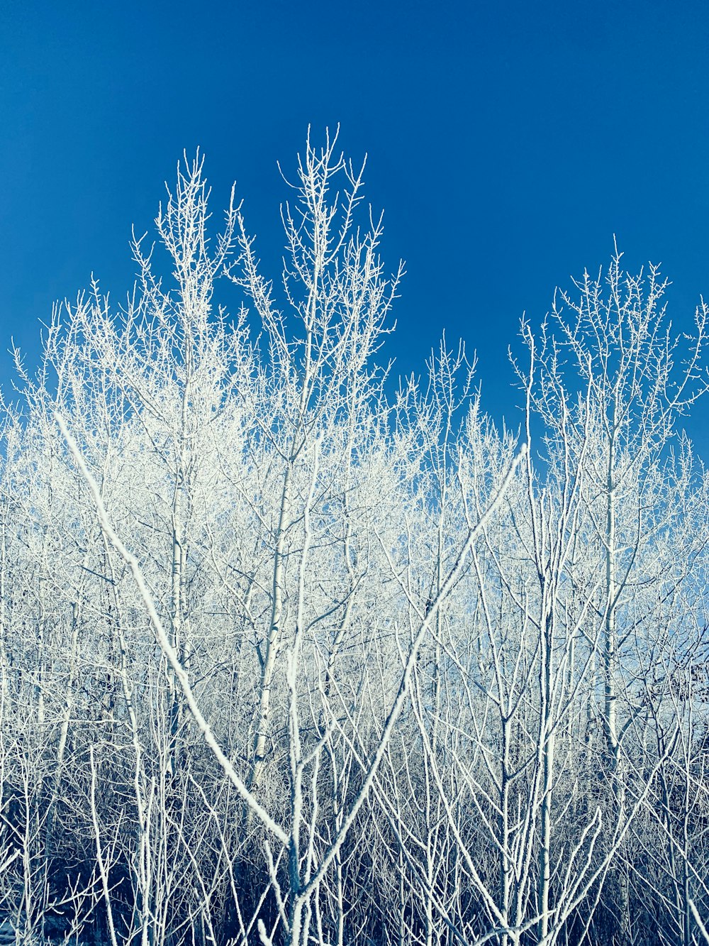 a group of trees covered in snow against a blue sky