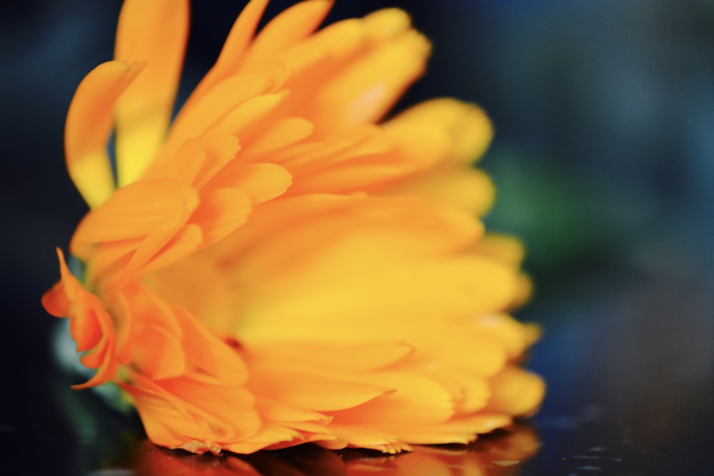 a close up of a flower on a table