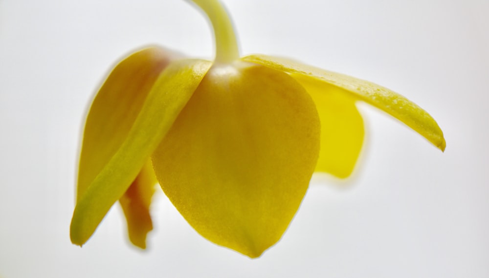 a close up of a yellow flower on a white background