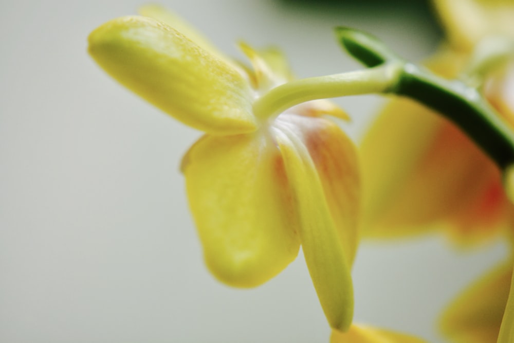 a close up of a yellow flower on a white background