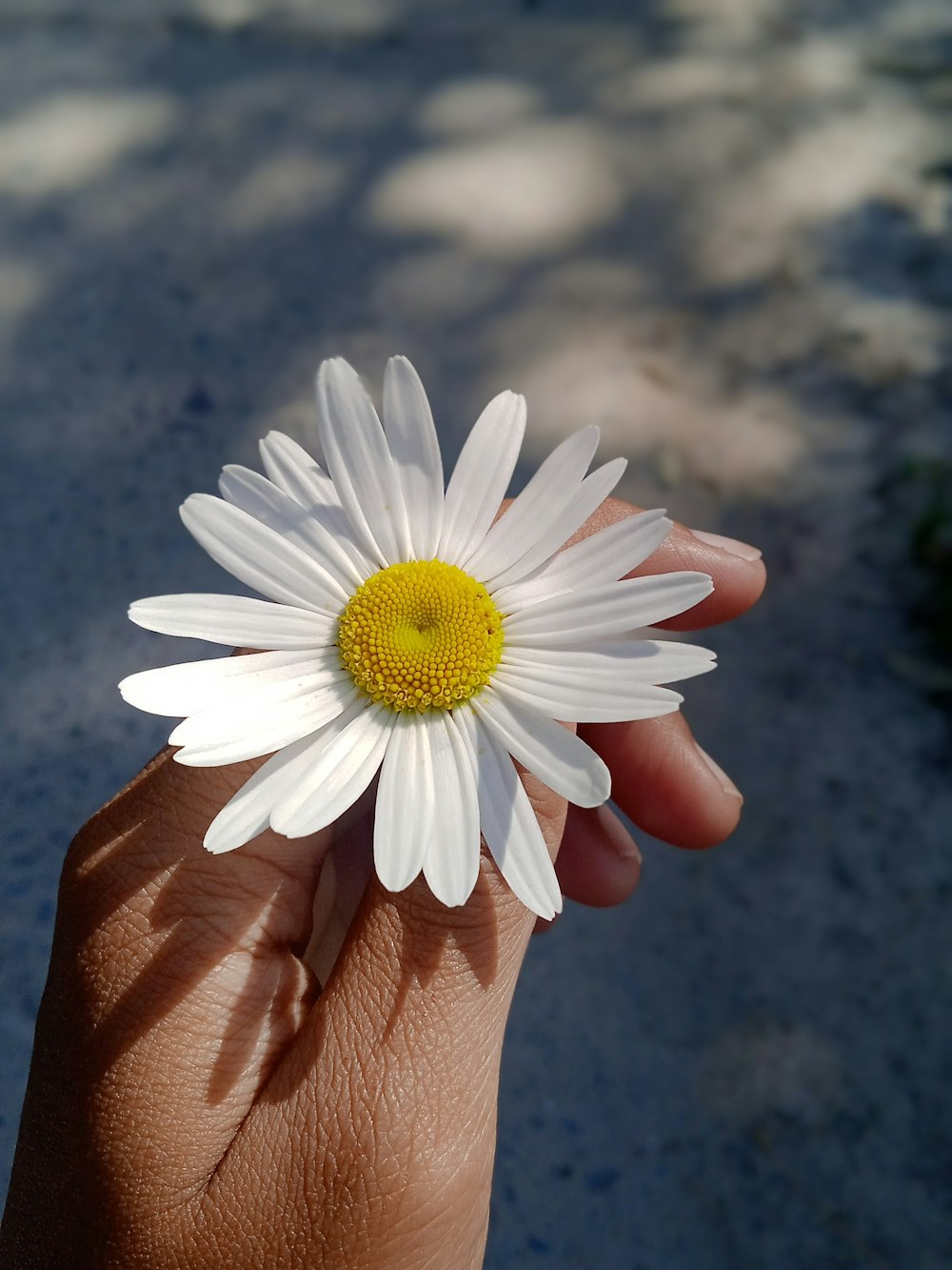 a person holding a daisy in their hand
