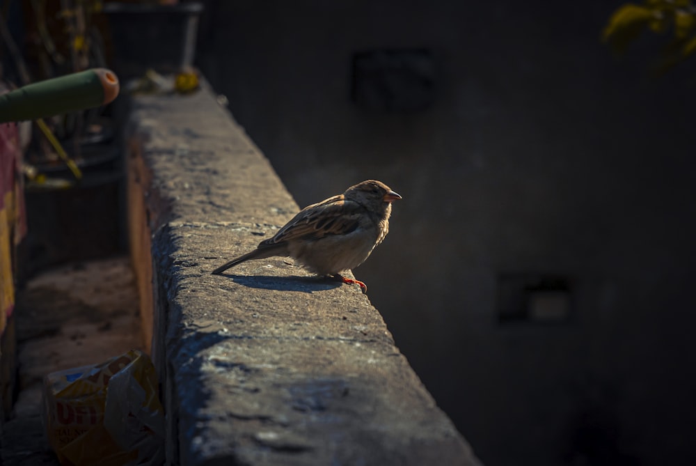 a small bird is sitting on a ledge