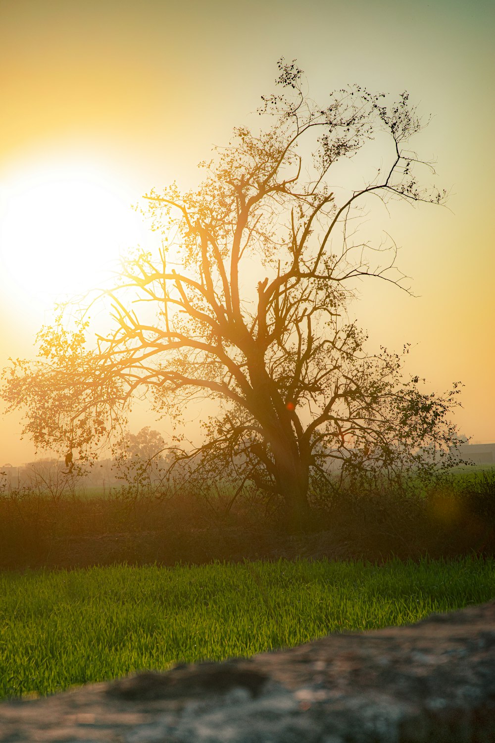 the sun is setting behind a tree in a field