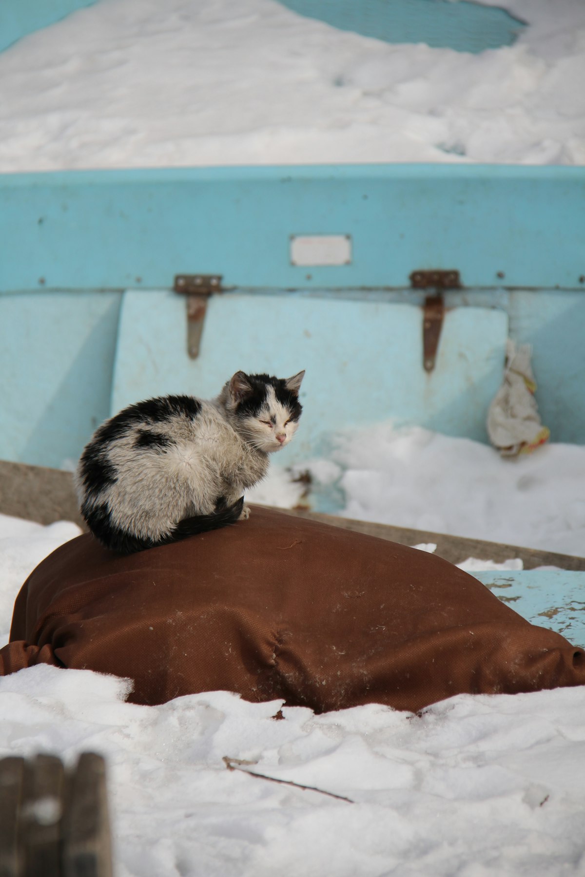 A cat sitting on a blanket in a snowy, cold environment