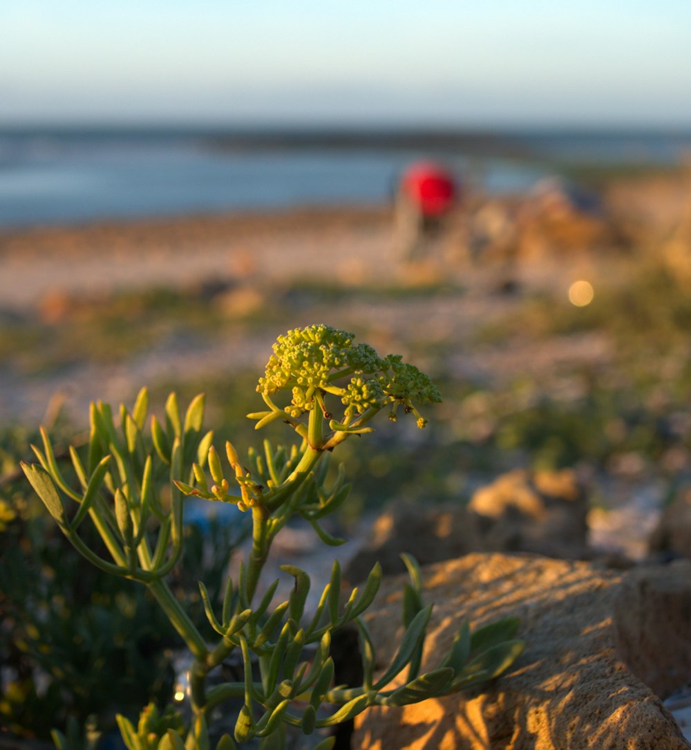 a close up of a plant on a rocky beach