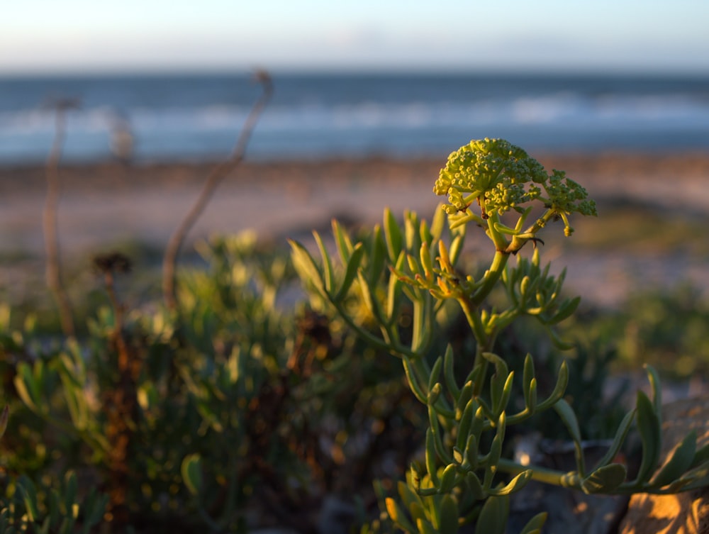 a close up of a plant with a beach in the background