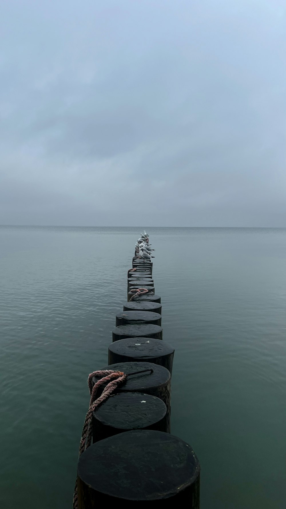 a row of black barrels sitting on top of a body of water