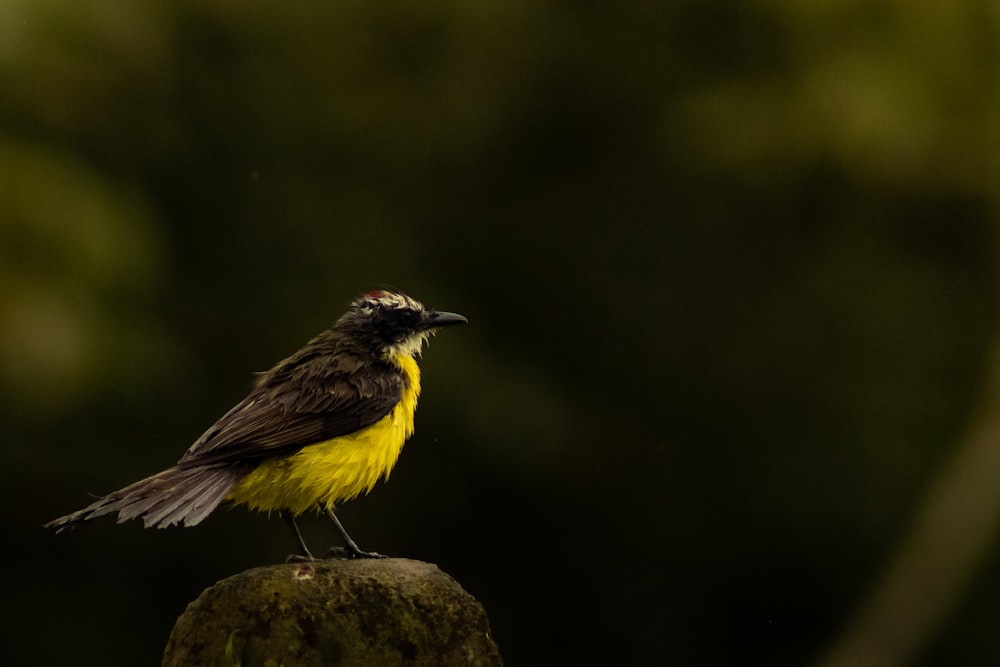 a small yellow and black bird sitting on a rock