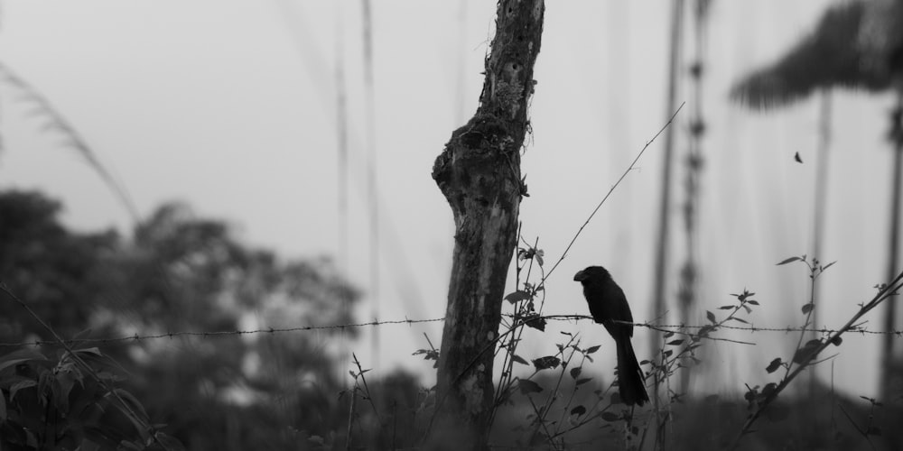 a black and white photo of a bird on a fence